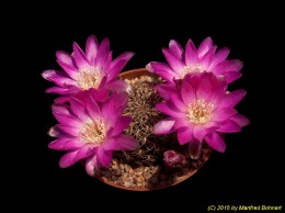 Sulcorebutia steinbachii v. markusii G35-1 2087